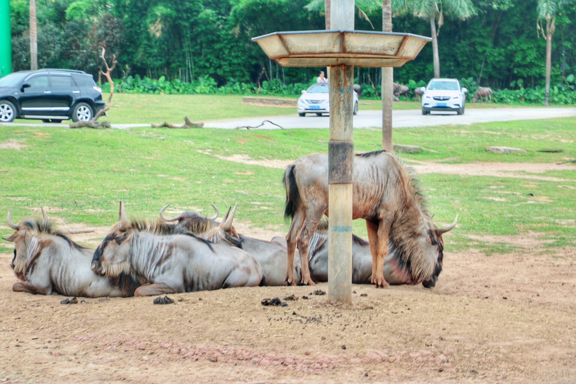 一月广州长隆野生动物园游玩攻略,长隆海洋王国不可错过