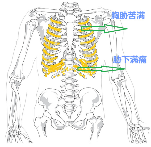 小柴胡汤是治感冒还是治肝炎的,小柴胡汤治疗肝寒证