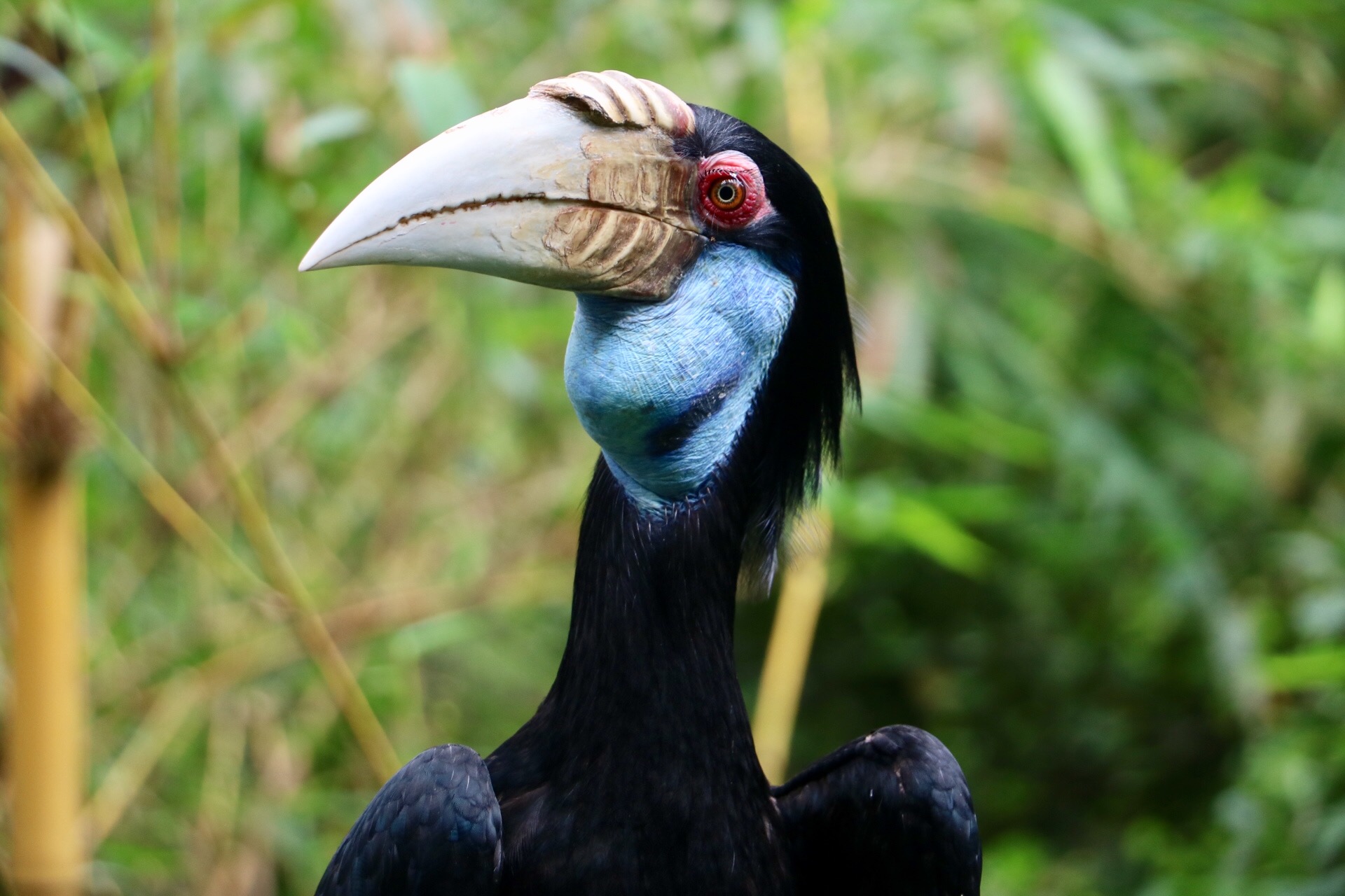 一月广州长隆野生动物园游玩攻略,长隆海洋王国不可错过
