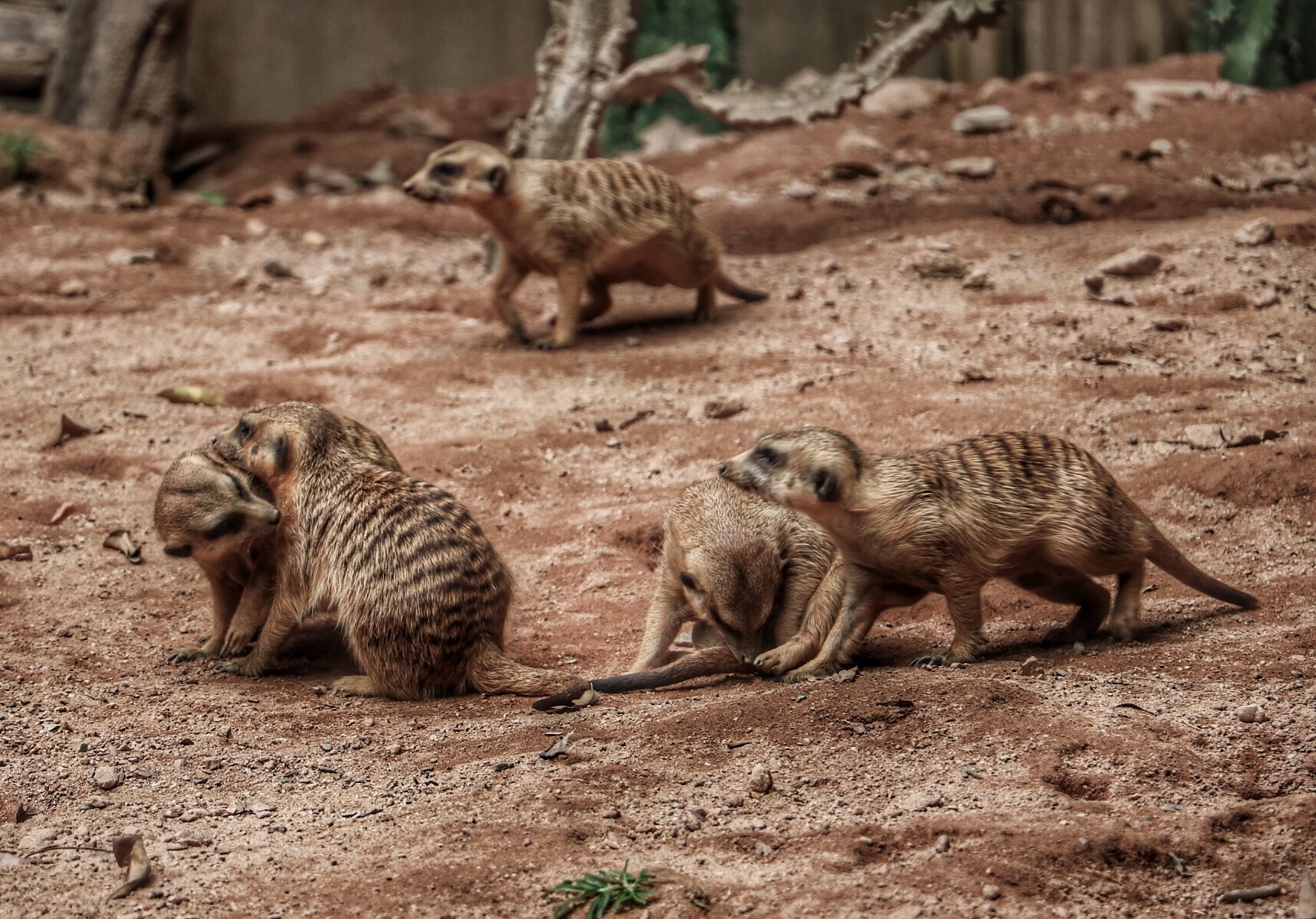 一月广州长隆野生动物园游玩攻略,长隆海洋王国不可错过