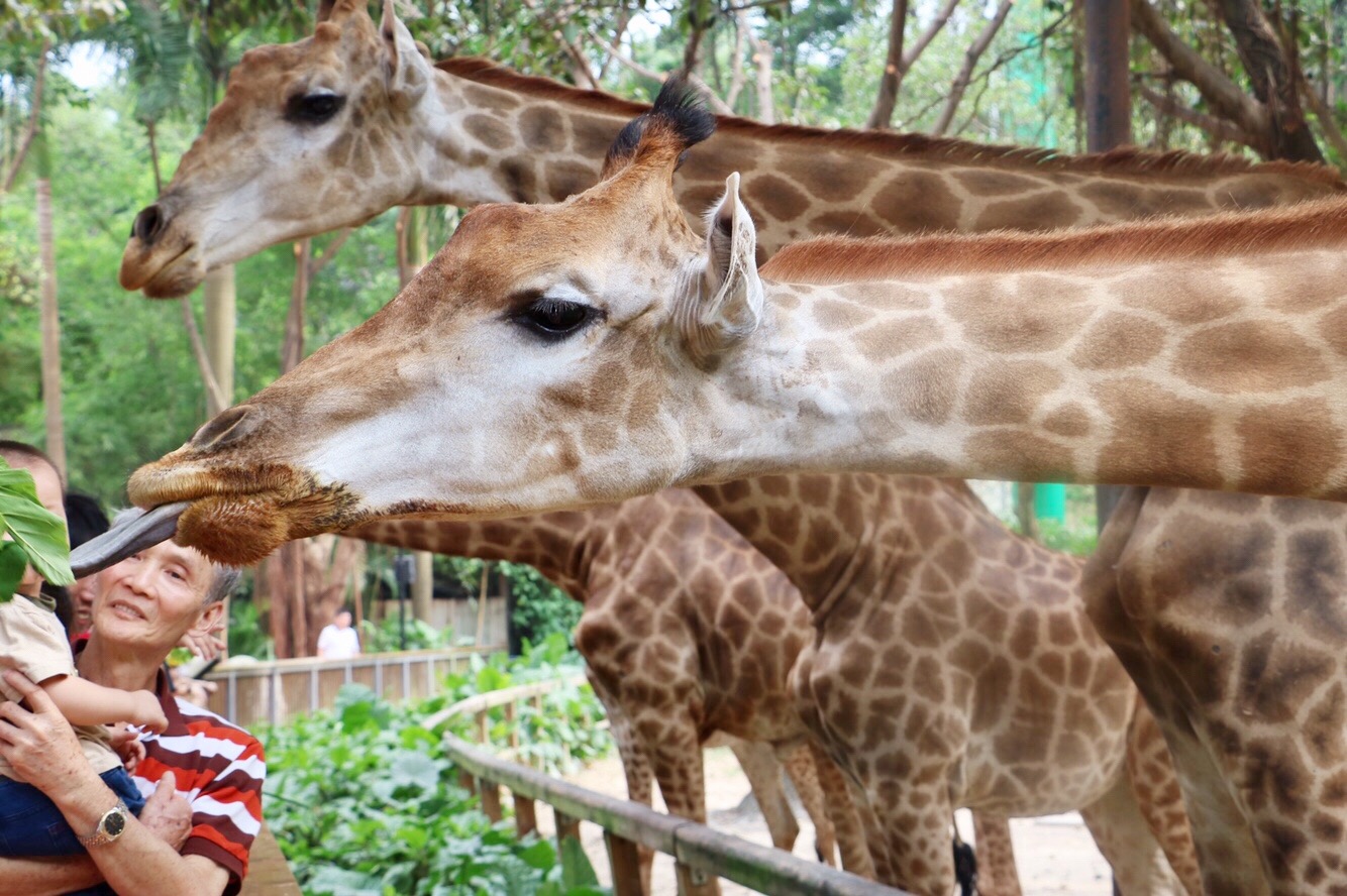 一月广州长隆野生动物园游玩攻略,长隆海洋王国不可错过
