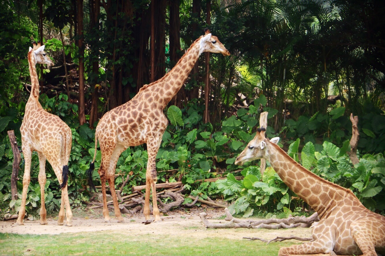 一月广州长隆野生动物园游玩攻略,长隆海洋王国不可错过