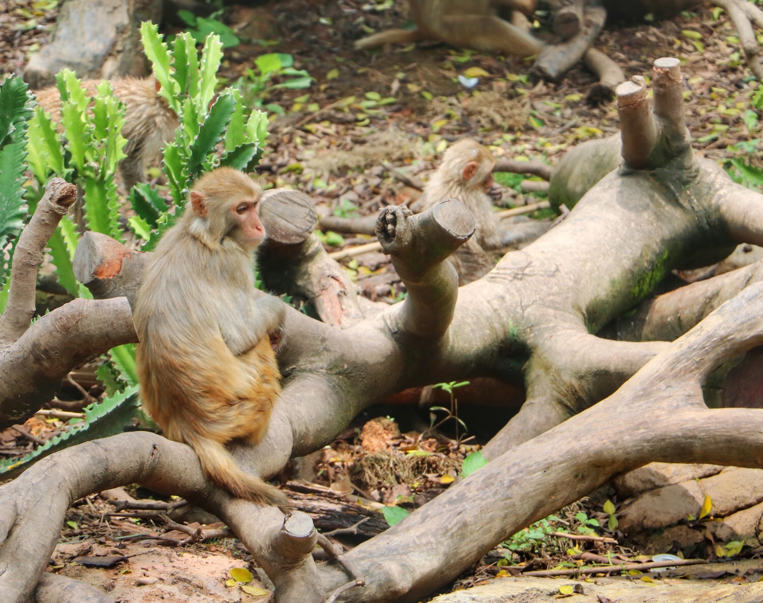 一月广州长隆野生动物园游玩攻略,长隆海洋王国不可错过