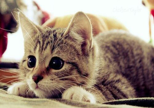 小猫拉稀带血丝有很粘很稠的液体,猫咪软便拉稀带血精神没有问题