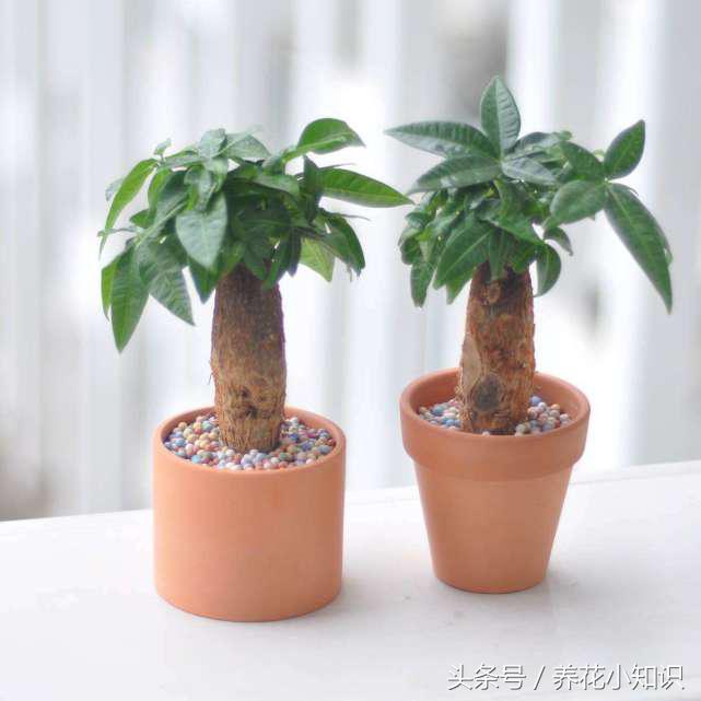 盆栽花卉一边发黄一边发绿,花卉黄叶变绿最快方法