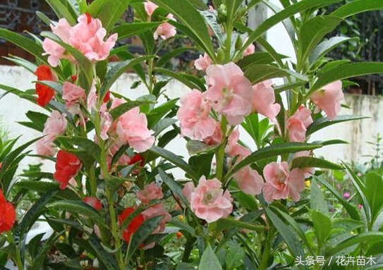 凤仙花栽培技术,无人栽培凤仙花