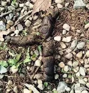 今天我们聊聊狗屎吧!