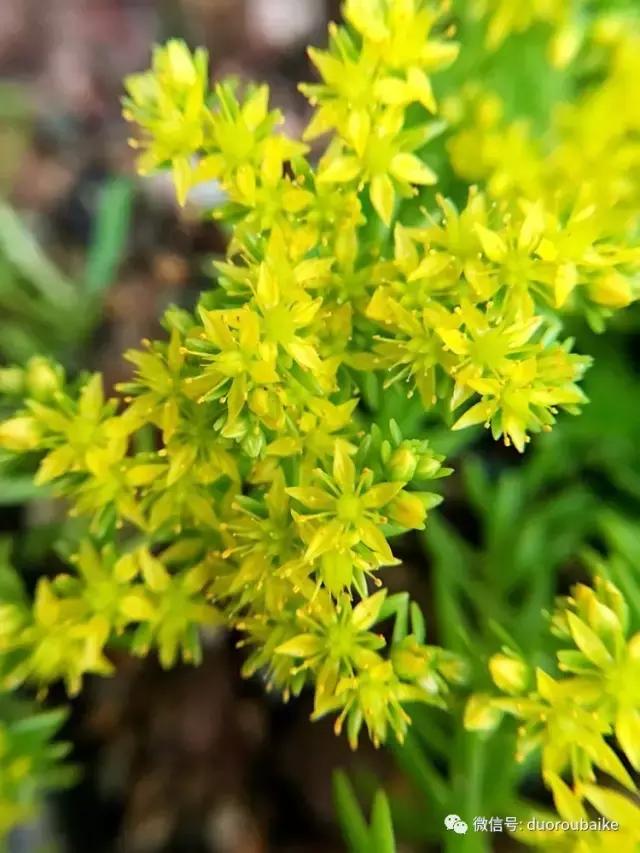 沉浸在花花草草的世界里,沉浸在动物和花海世界中