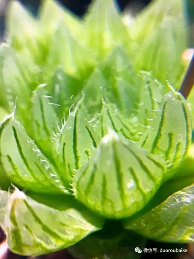 沉浸在花花草草的世界里,沉浸在动物和花海世界中