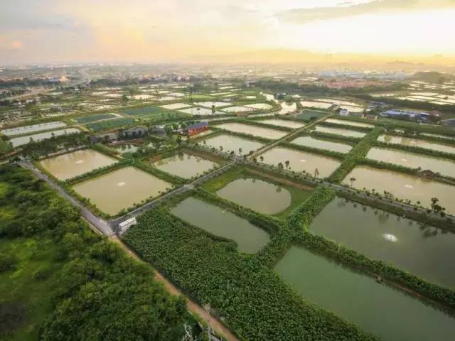 桑基鱼塘农耕文化体验区,传统桑基鱼塘不断萎缩的根本原因