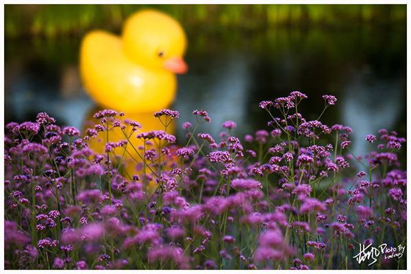 雪浪山门口花海,雪浪山马鞭草花海
