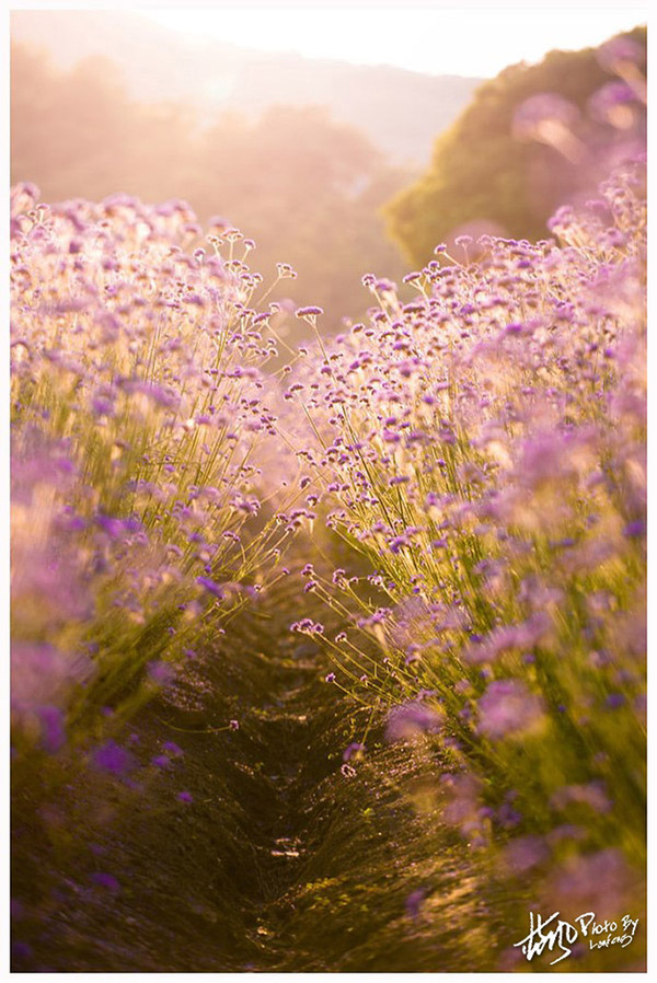 雪浪山门口花海,雪浪山马鞭草花海