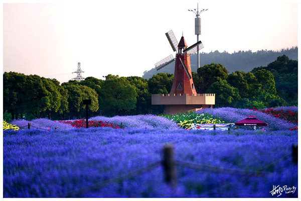 雪浪山门口花海,雪浪山马鞭草花海