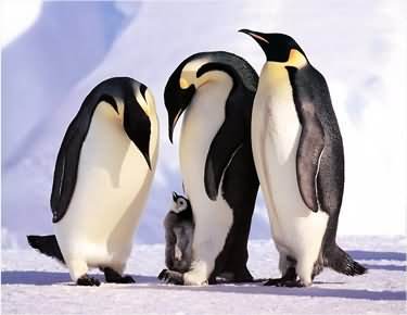 适合孩子看的八部动物电影,小朋友可以看的与动物有关的电影