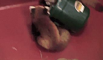 动物主题的儿童摄影,儿童拍摄动物世界图