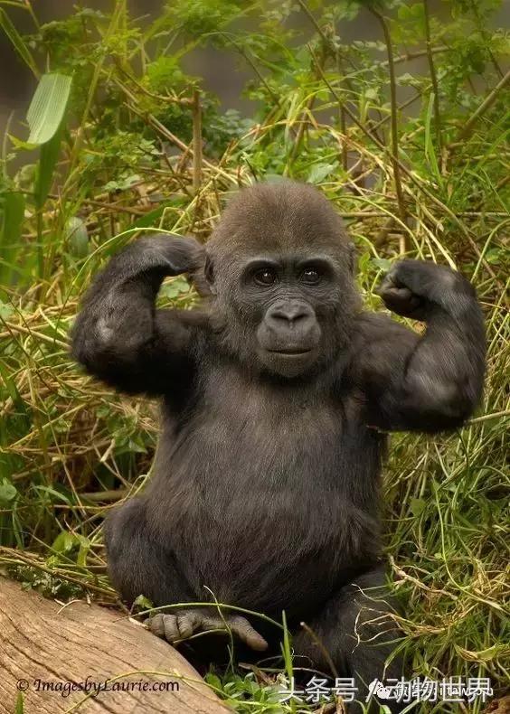 动物主题的儿童摄影,儿童拍摄动物世界图