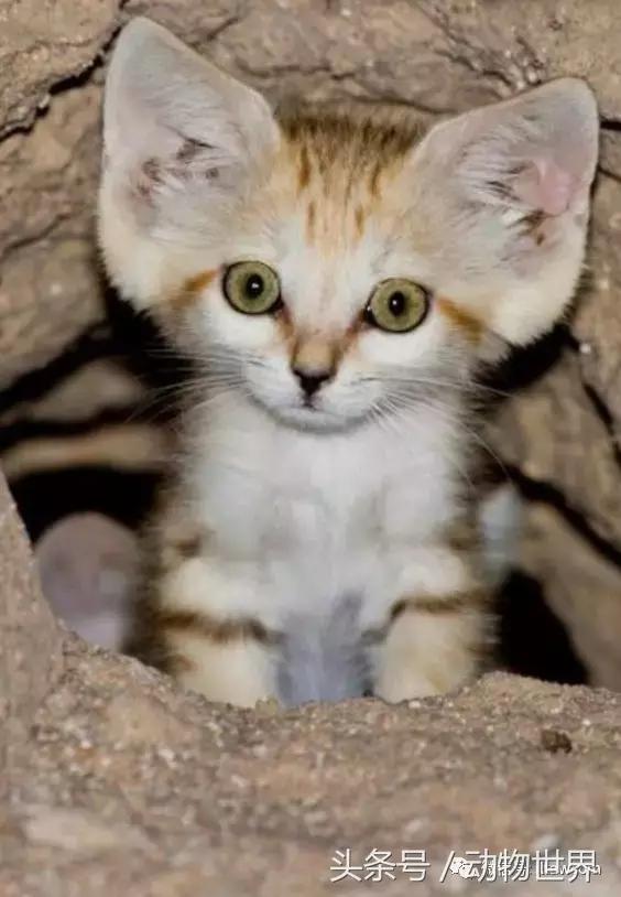 动物主题的儿童摄影,儿童拍摄动物世界图