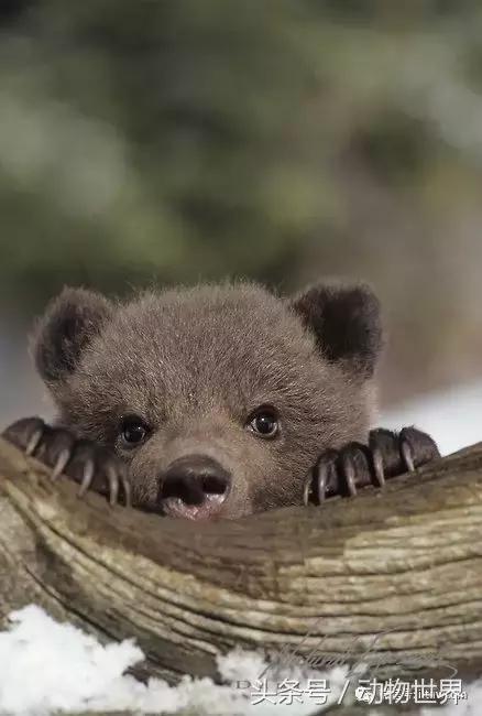 动物主题的儿童摄影,儿童拍摄动物世界图