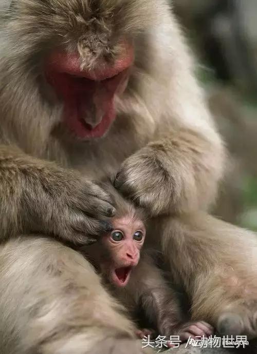 动物主题的儿童摄影,儿童拍摄动物世界图