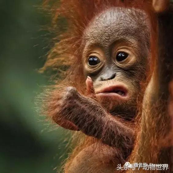 动物主题的儿童摄影,儿童拍摄动物世界图