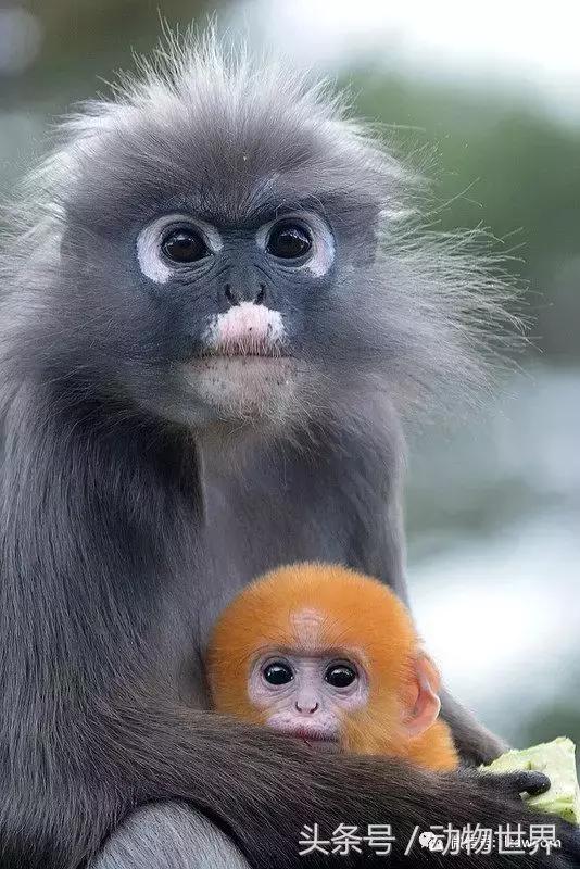 动物主题的儿童摄影,儿童拍摄动物世界图