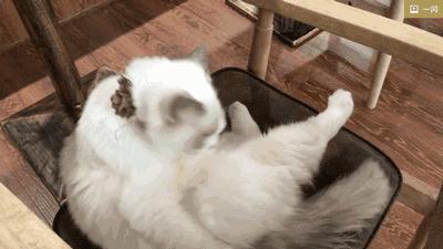 论“在餐厅一边看mao片，一边撸”，是一种什么样的体验？