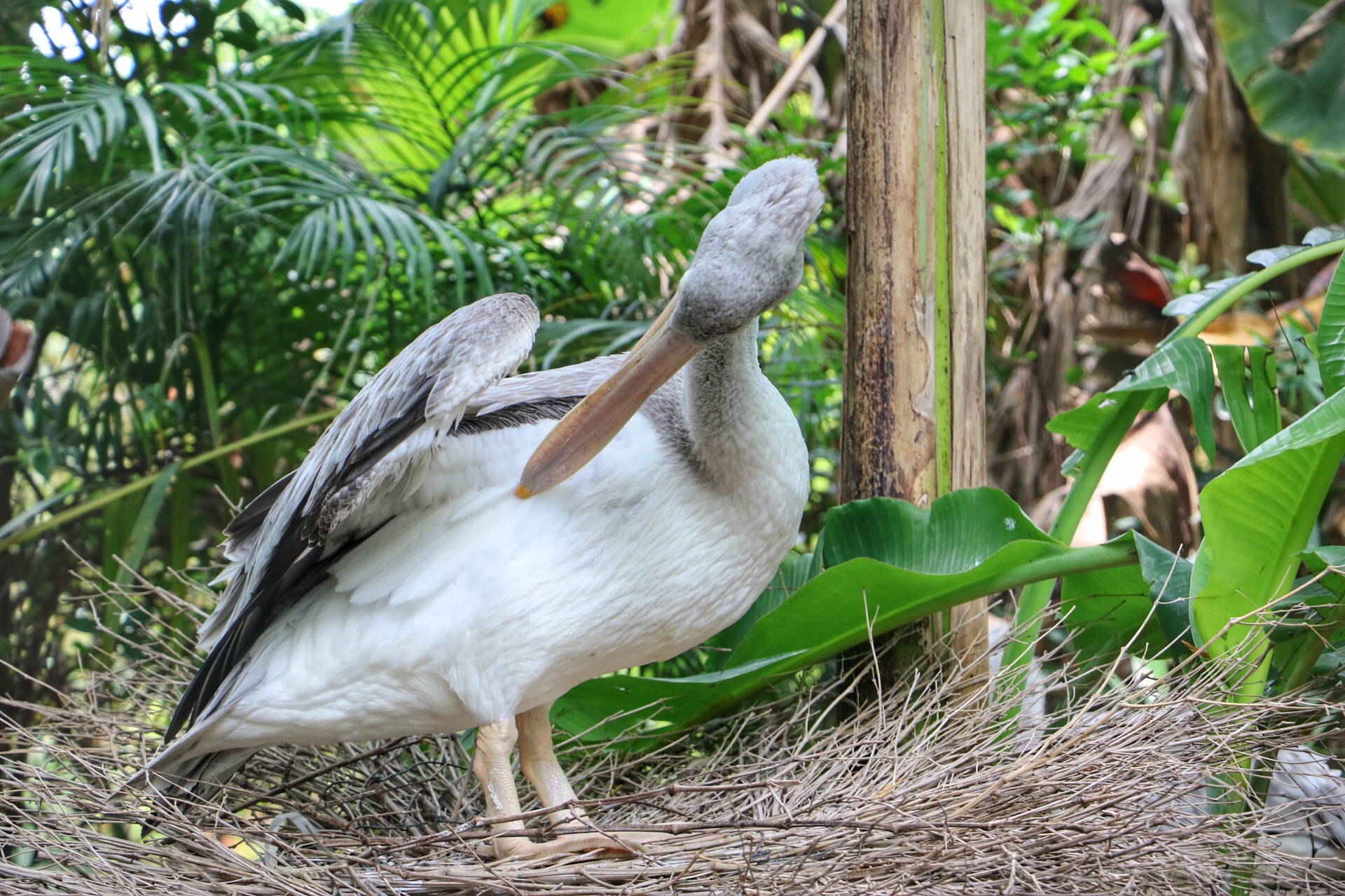 一月广州长隆野生动物园游玩攻略,长隆海洋王国不可错过
