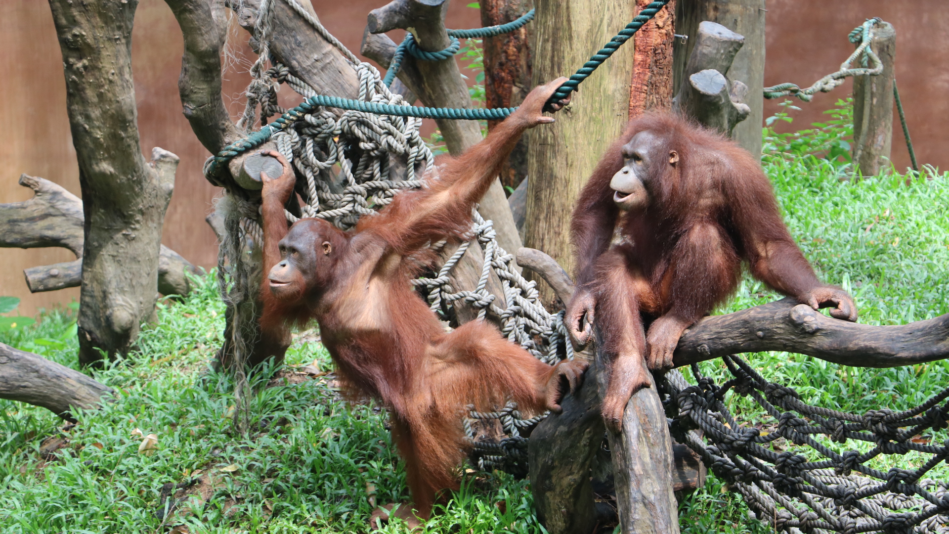 一月广州长隆野生动物园游玩攻略,长隆海洋王国不可错过