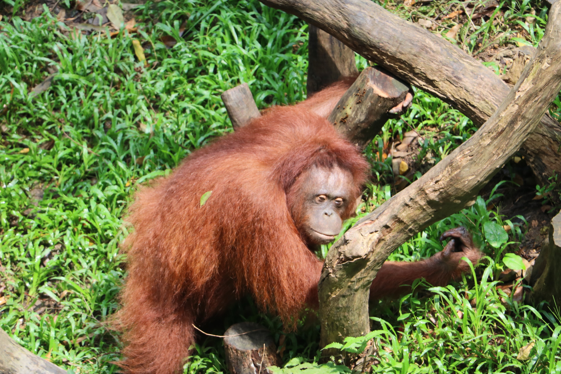 一月广州长隆野生动物园游玩攻略,长隆海洋王国不可错过