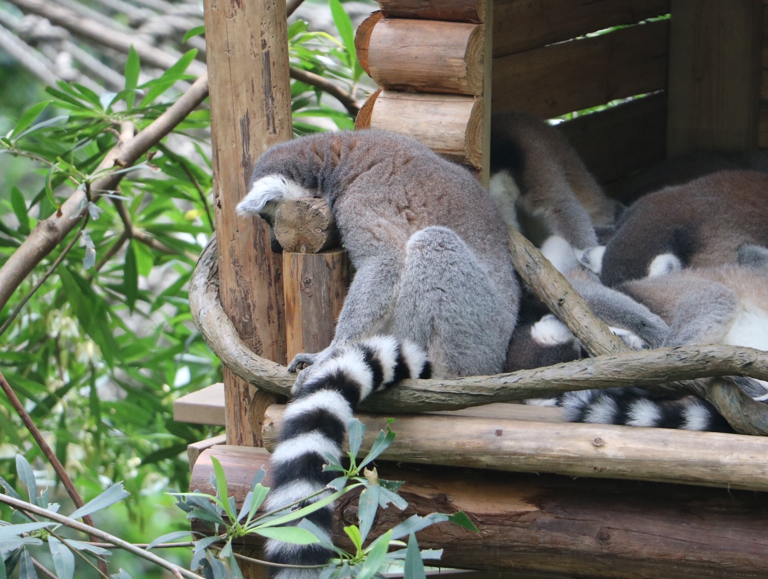 一月广州长隆野生动物园游玩攻略,长隆海洋王国不可错过