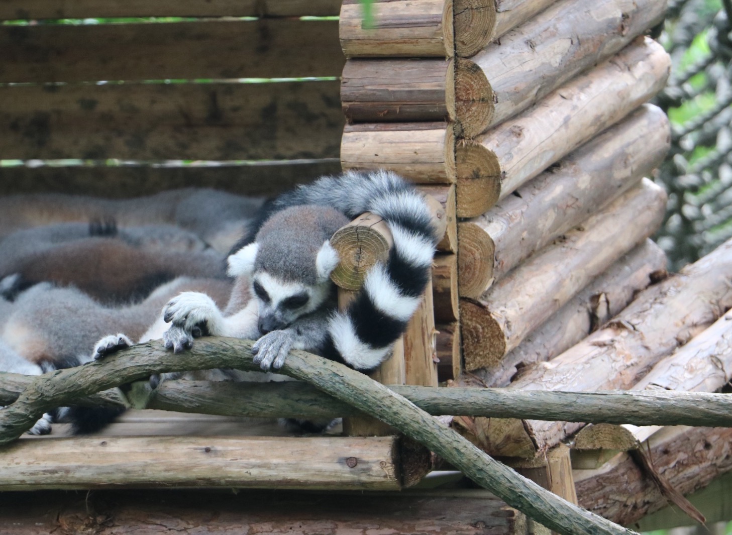 一月广州长隆野生动物园游玩攻略,长隆海洋王国不可错过