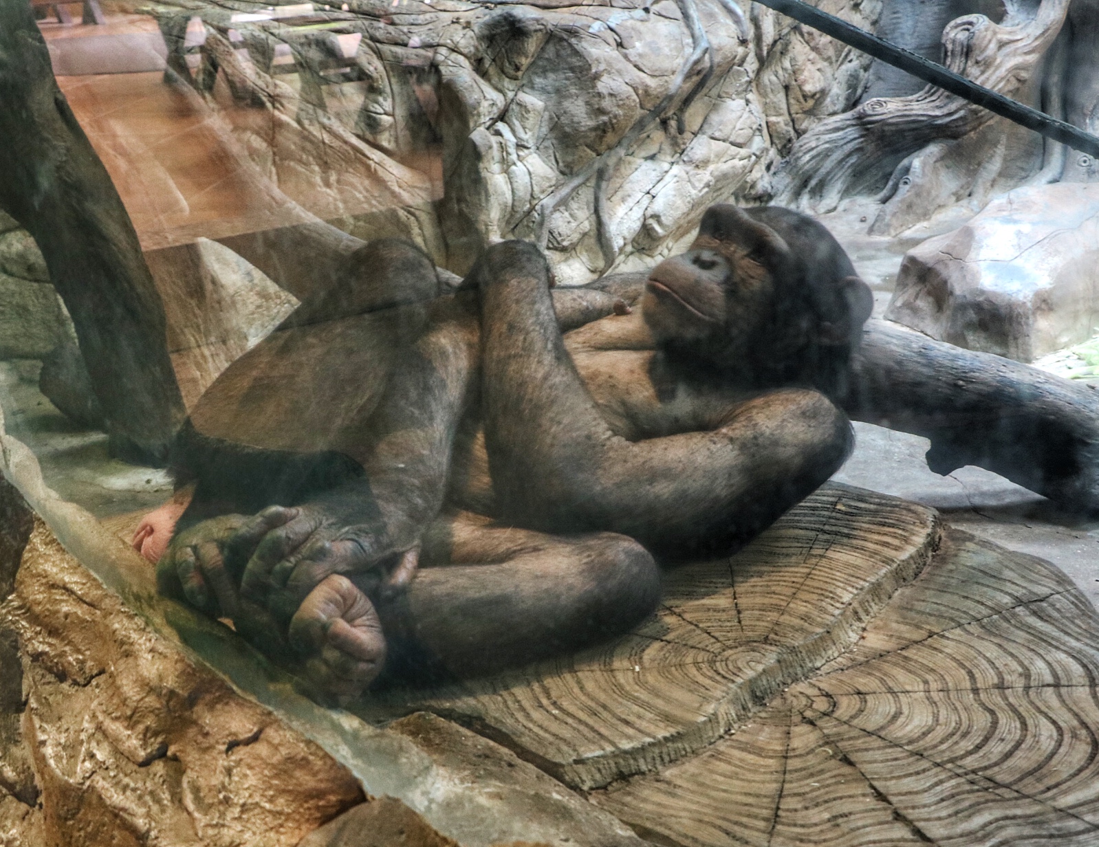 一月广州长隆野生动物园游玩攻略,长隆海洋王国不可错过