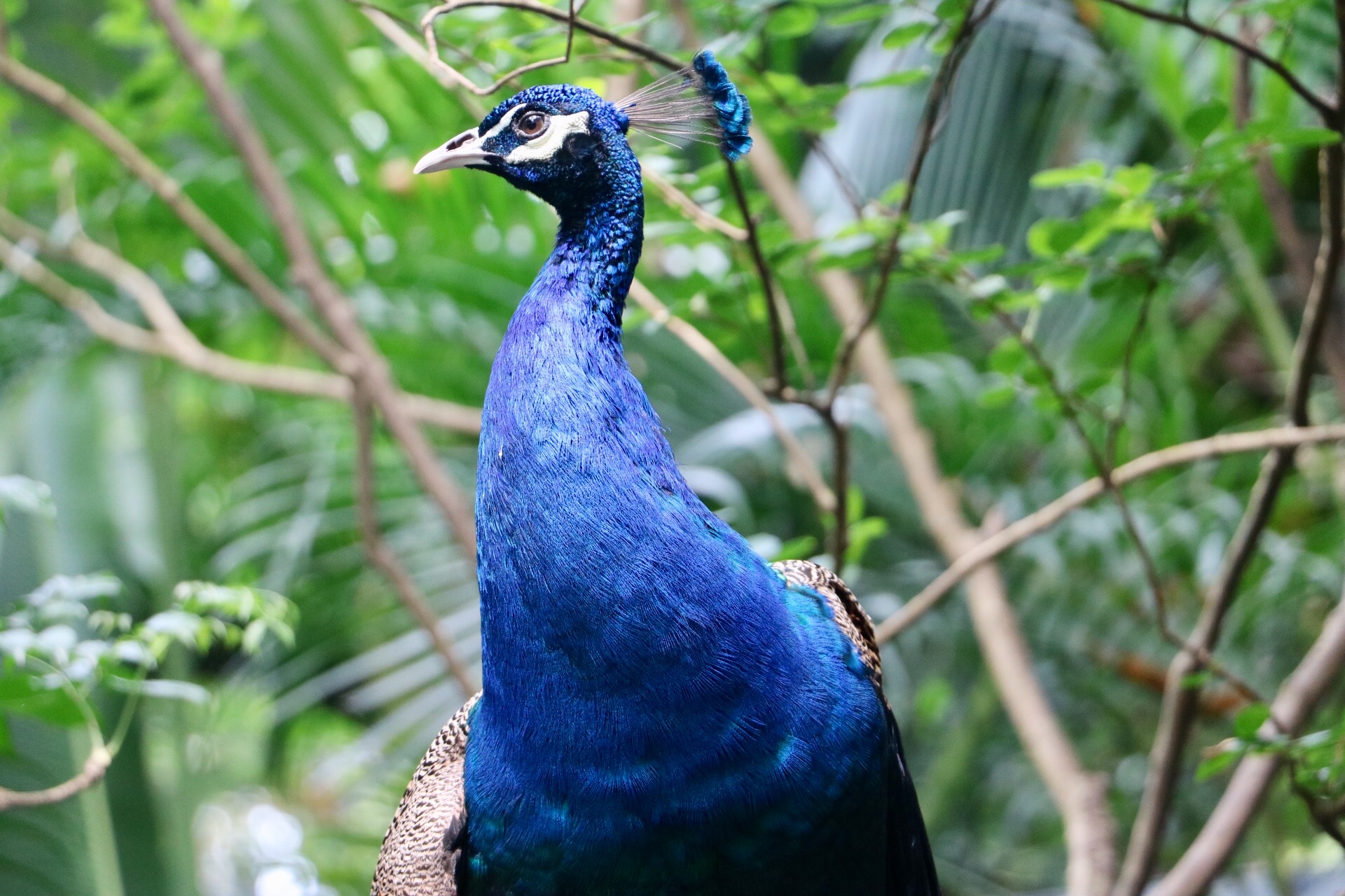 一月广州长隆野生动物园游玩攻略,长隆海洋王国不可错过