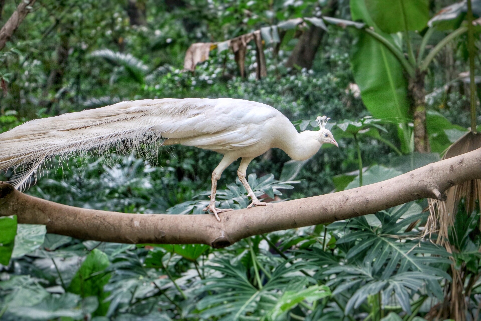一月广州长隆野生动物园游玩攻略,长隆海洋王国不可错过