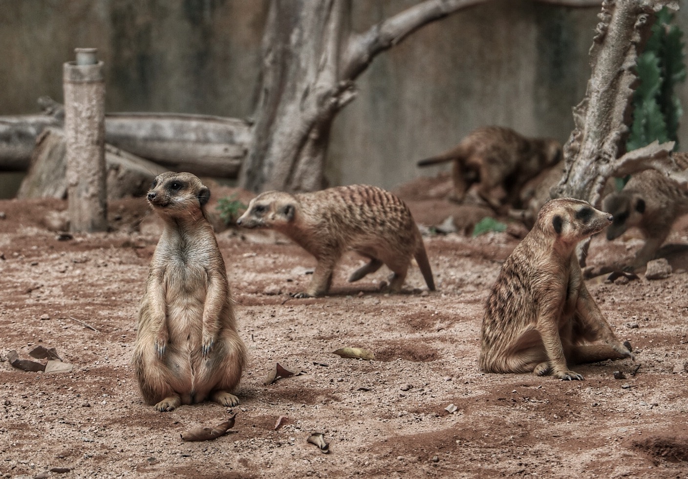 一月广州长隆野生动物园游玩攻略,长隆海洋王国不可错过