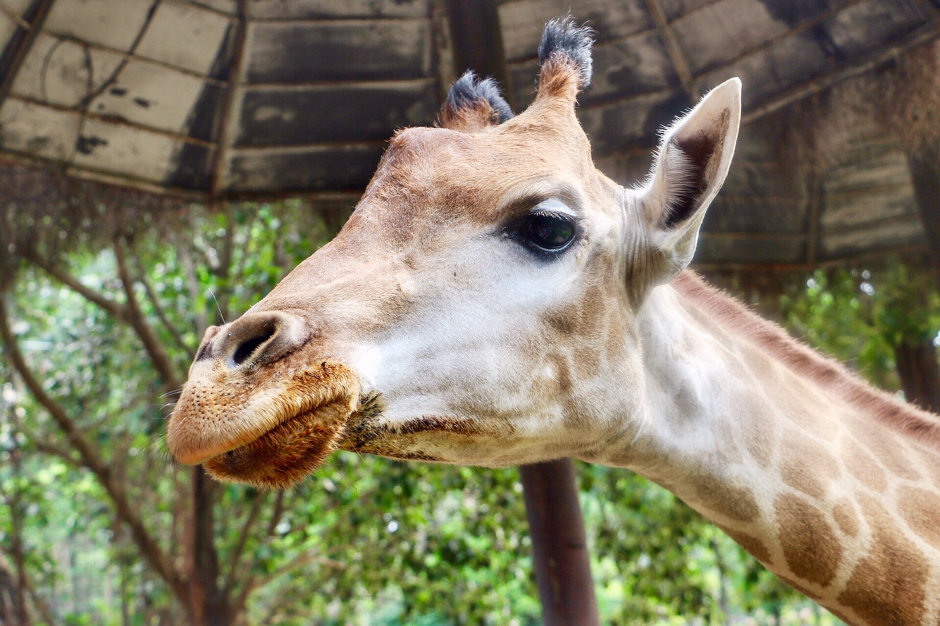 一月广州长隆野生动物园游玩攻略,长隆海洋王国不可错过