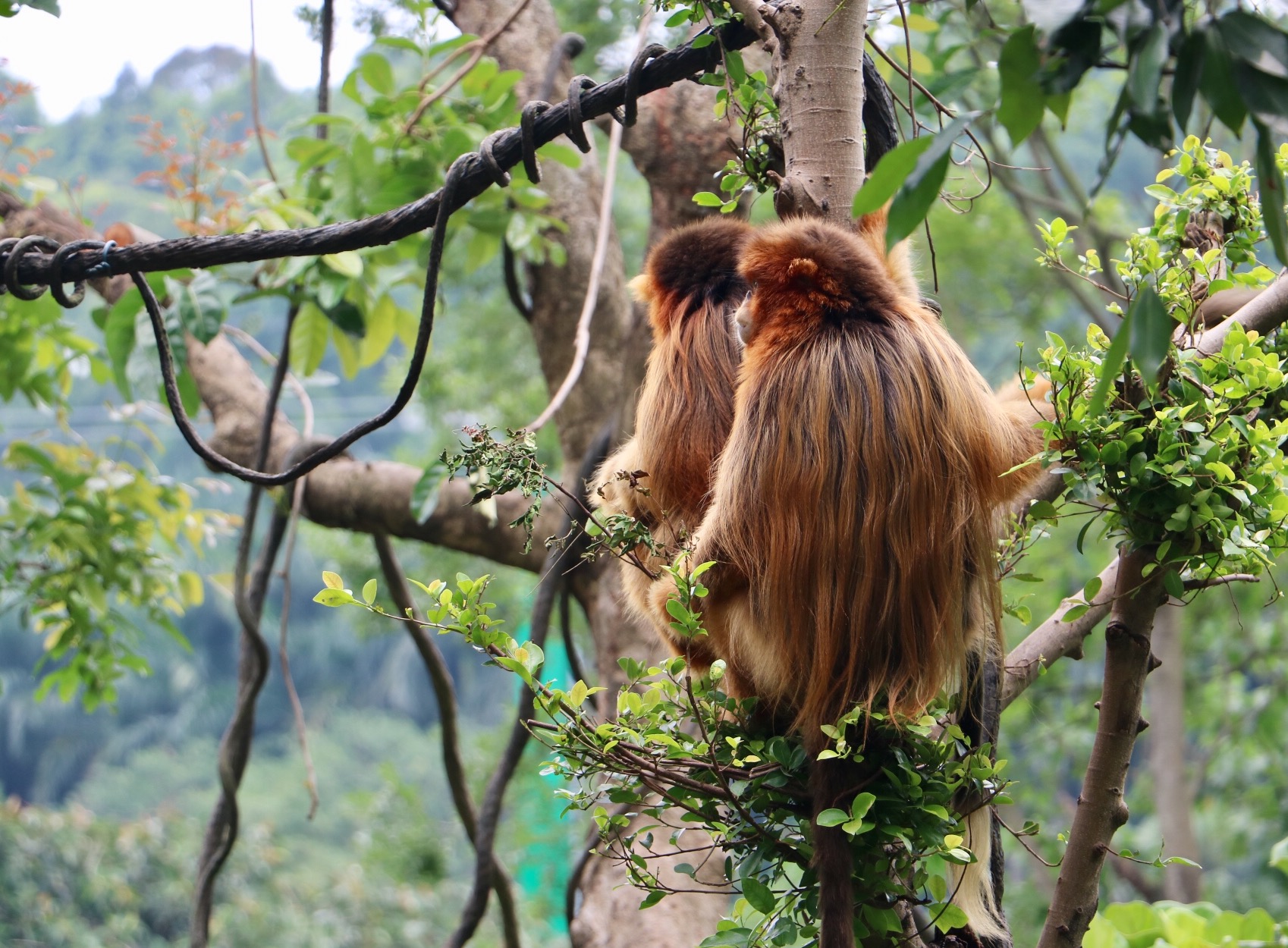 一月广州长隆野生动物园游玩攻略,长隆海洋王国不可错过