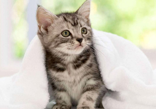 小猫拉稀带血丝有很粘很稠的液体,猫咪软便拉稀带血精神没有问题