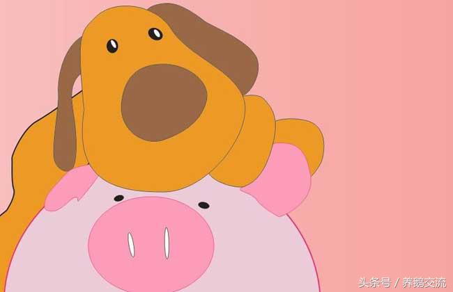 十二生肖狗属相婚配表,82年属狗婚配禁忌属相