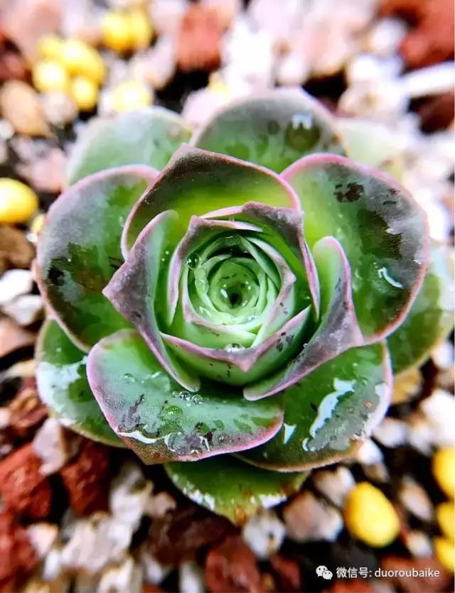 沉浸在花花草草的世界里,沉浸在动物和花海世界中