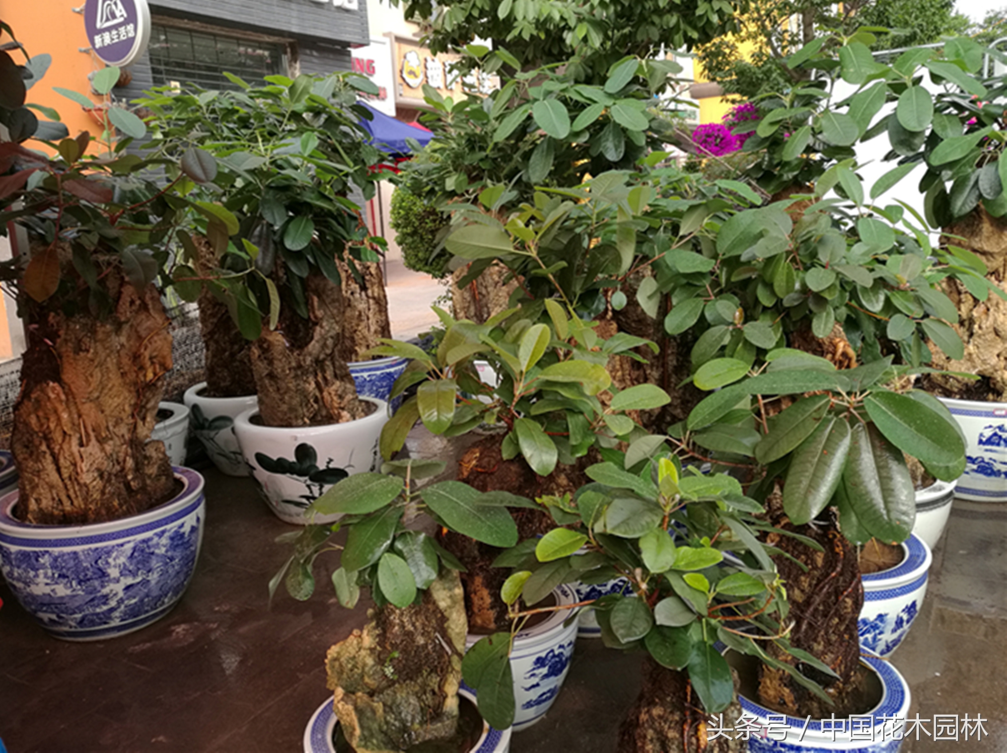 盆景市场低迷,盆景发展现状及前景