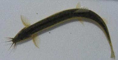 泥鳅养殖塘如何选择,泥鳅养殖技术资料大全