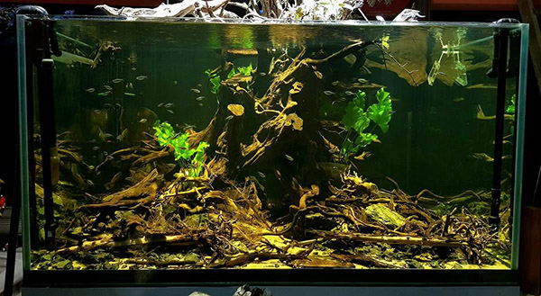 家居鱼缸水草,家里养水草缸风水上有什么说法