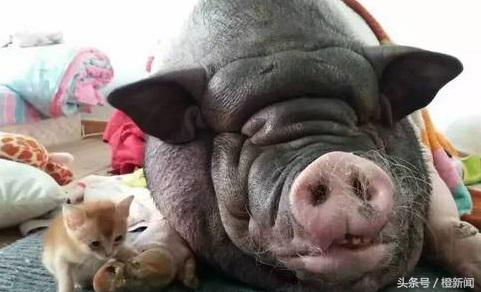 买小香猪当宠物长成40公斤大肥猪,买到假宠物猪