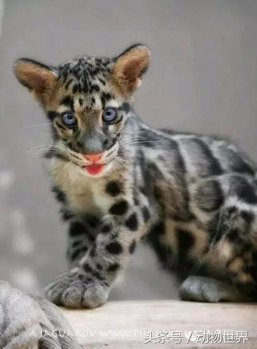 动物主题的儿童摄影,儿童拍摄动物世界图