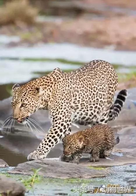 动物主题的儿童摄影,儿童拍摄动物世界图