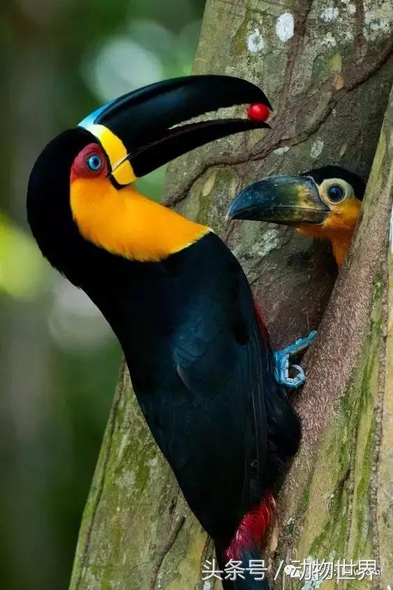 动物主题的儿童摄影,儿童拍摄动物世界图