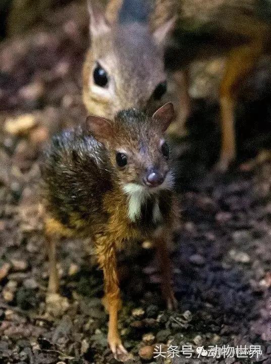 动物主题的儿童摄影,儿童拍摄动物世界图