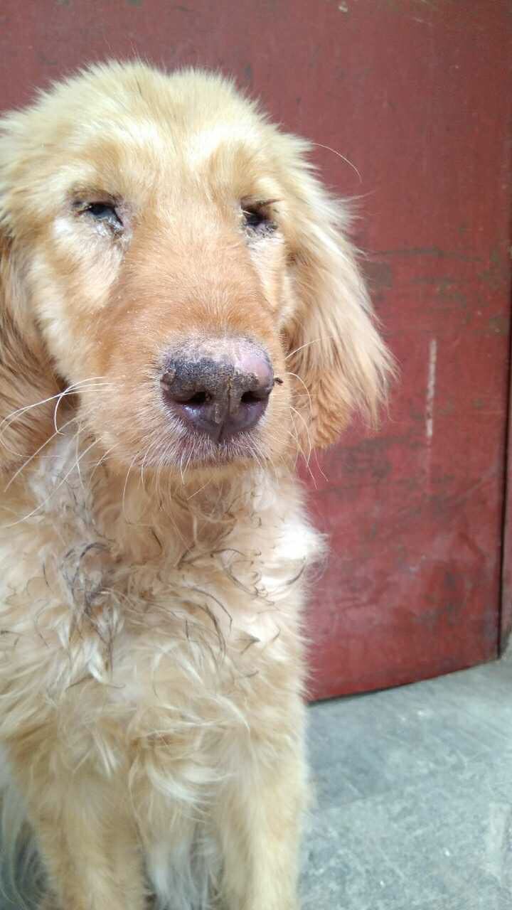 流浪狗满身皮肤病治疗,流浪小狗得了皮肤病