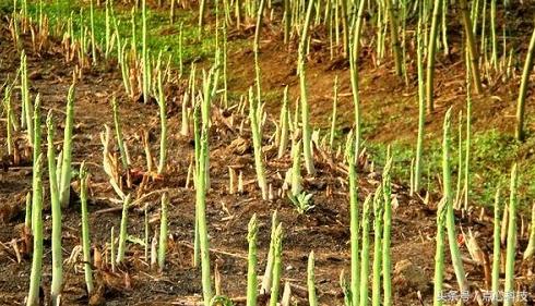 如何要保护心脏吃什么好呢，吃巧克力真的可以降低心颤风险？